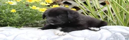 Labrador Retriever dogs for sale: Cooper - Ad 2