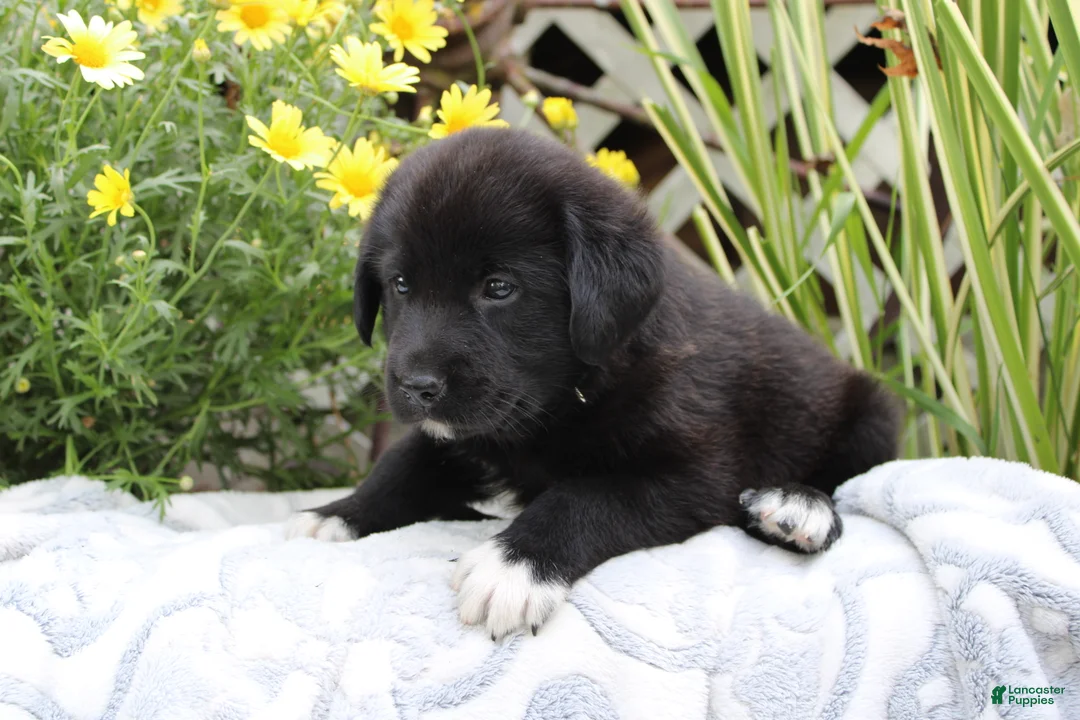 Labrador Retriever dogs for sale: Cooper - Ad 2