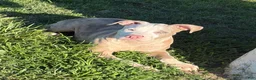 American Bully dogs for sale: American Bully 1 - Ad 3