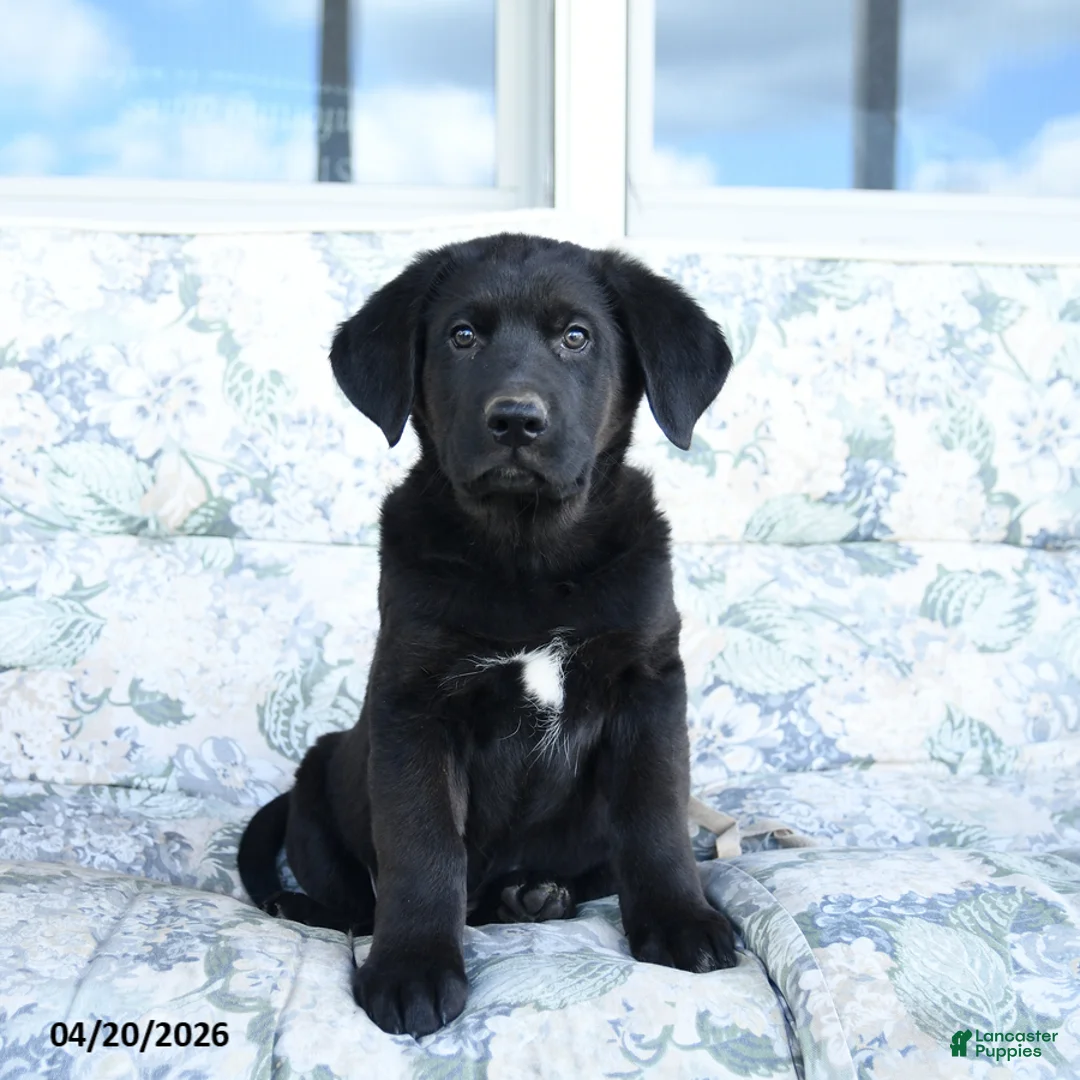 Mixed Breed dogs for sale: Leo - Ad 3