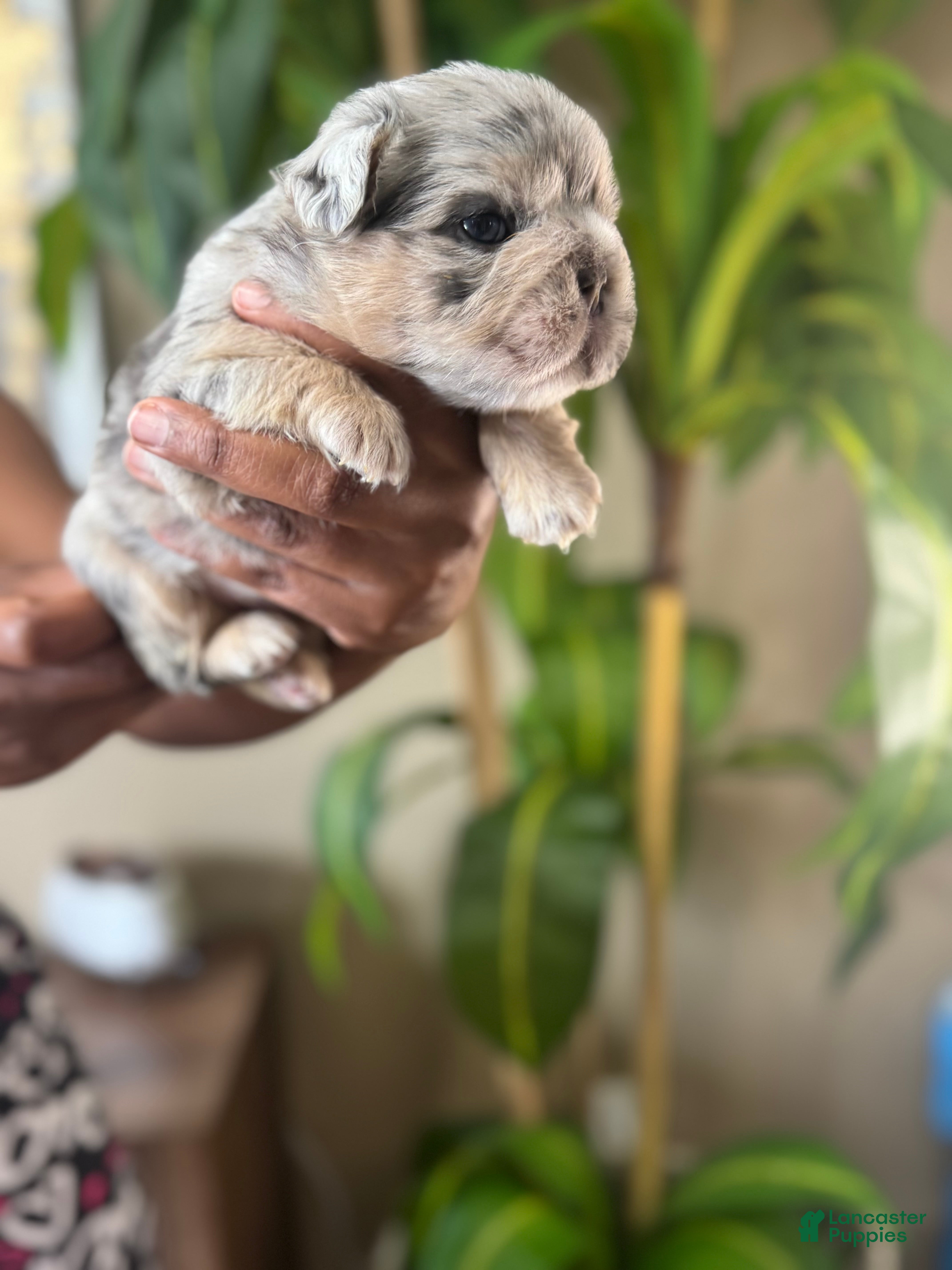 French Bulldog dogs Mr. Wiggles  - Ad 2