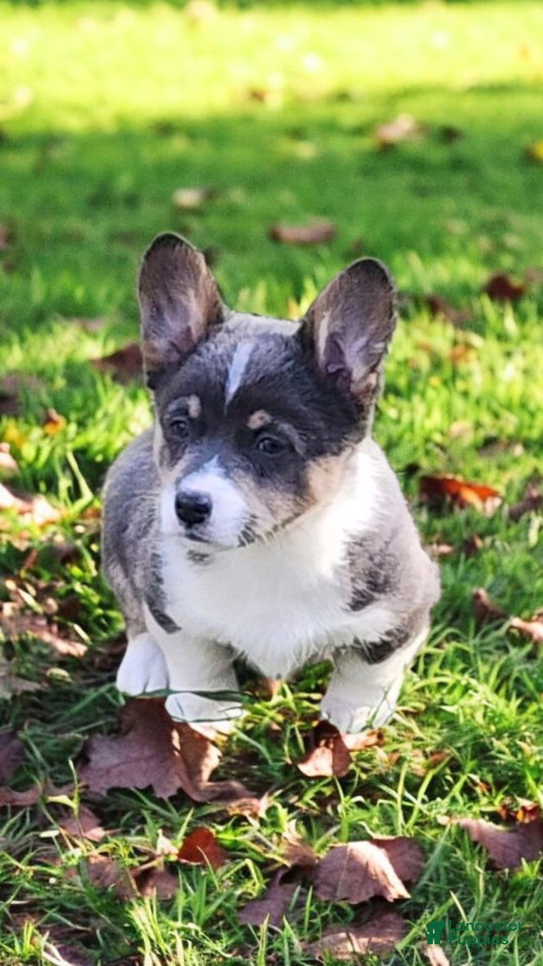 Welsh Corgi Pembroke dogs for sale: Alexa Bluie - Ad 12
