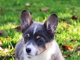 Welsh Corgi Pembroke dogs Alexa Bluie - Ad 10