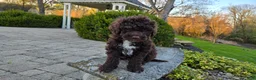Portuguese Water Dog dogs for sale: Fargo - Ad 9