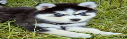 Pomsky dogs for sale: Ranger - Ad 4
