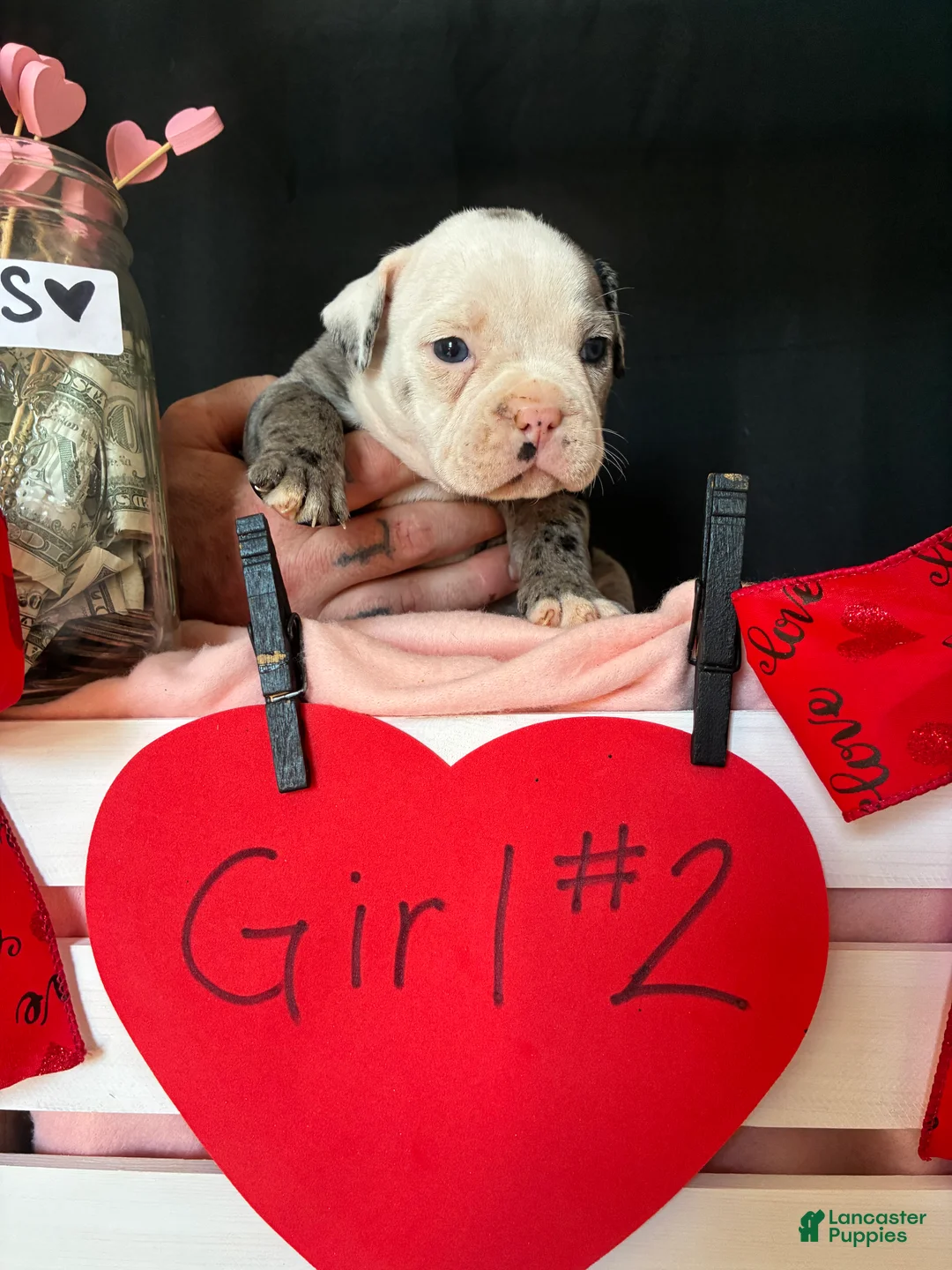 Olde English Bulldogge dogs for sale: Olde English Bulldogge Puppy 8 - Ad 5