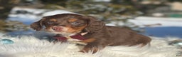 Miniature Dachshund dogs for sale: Jingle - Ad 4
