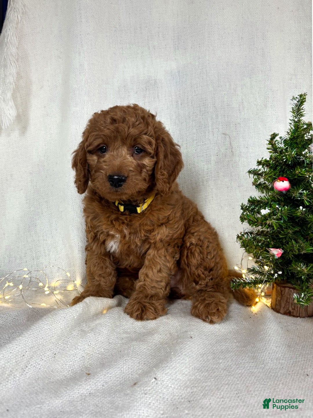 Goldendoodle dogs for sale: Bailey - Ad 5