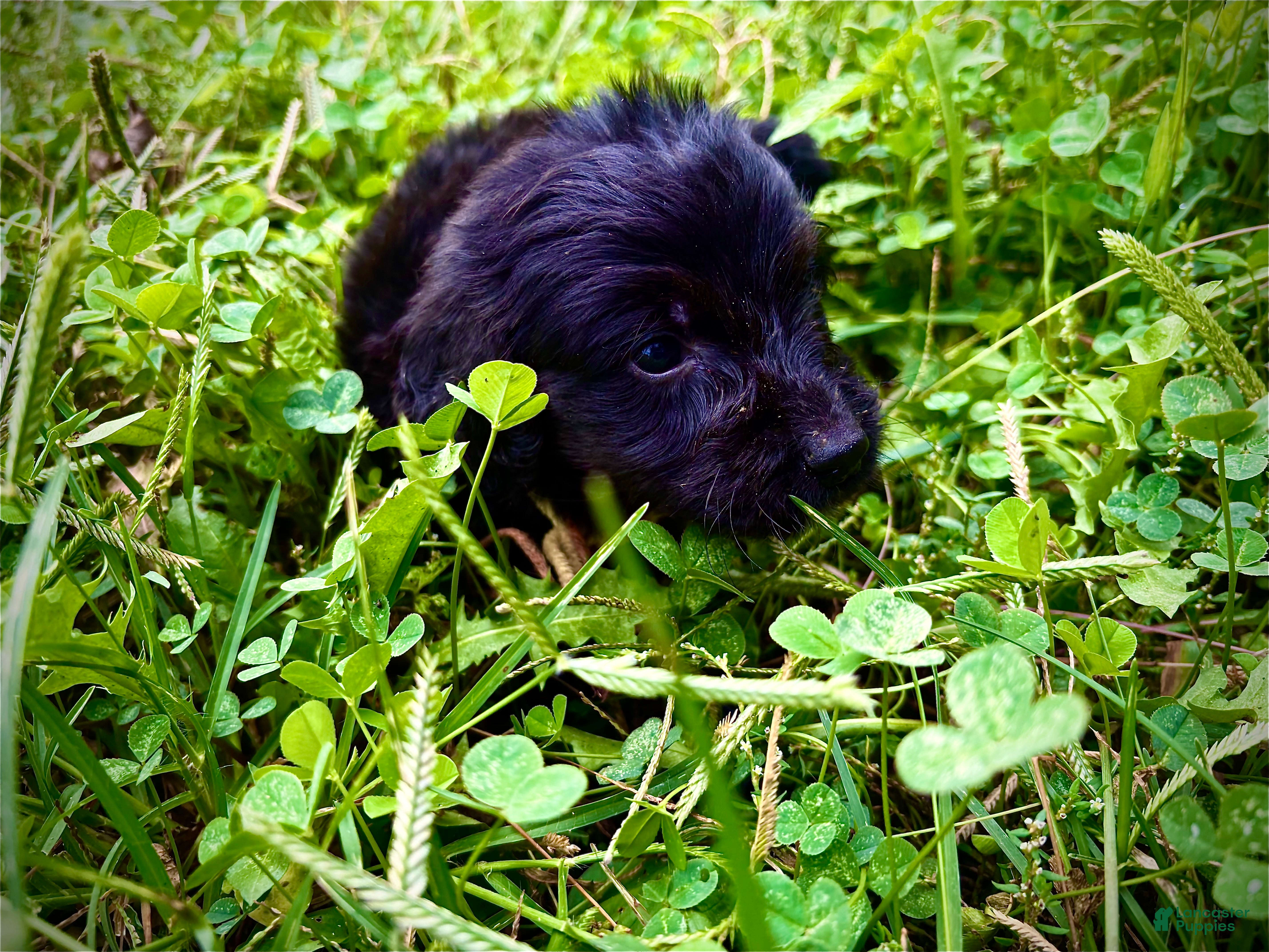 Teddy (Doxiepoo, Male) in Solsberry, IN