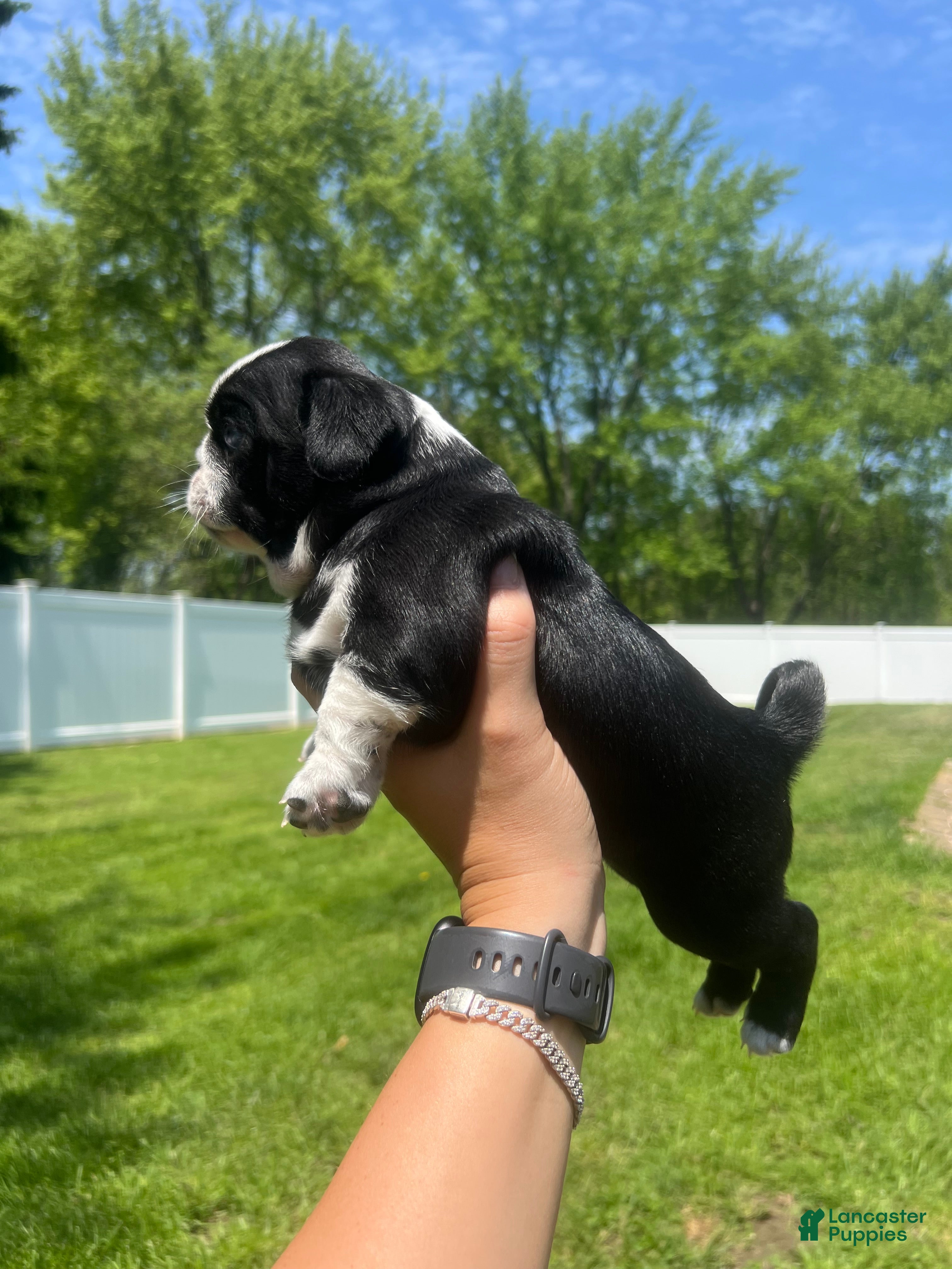 Pug dogs Ty - Ad 1