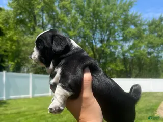 Pug dogs for sale: Ty - Ad 4