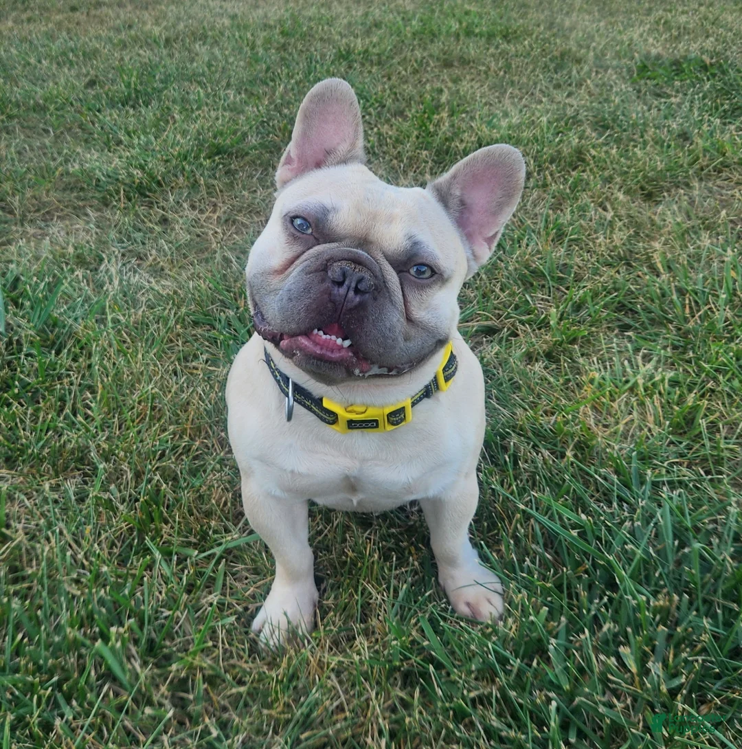 Mixed Breed dogs for sale: Mixed Breed Puppy 5 - Ad 7