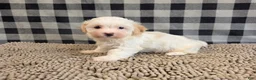 Havanese dogs for sale: Hans - Ad 6