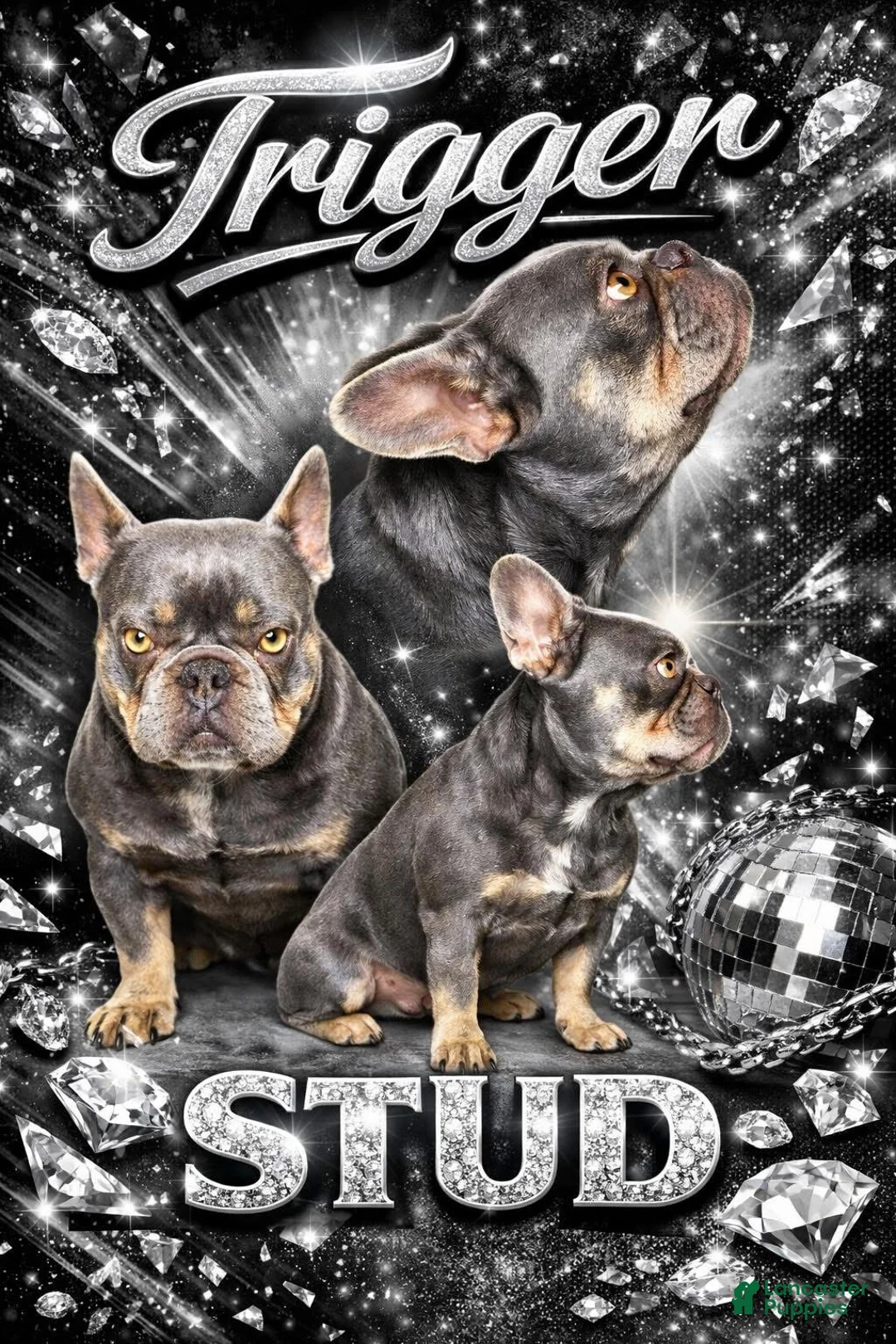 French Bulldog dogs for stud: Trigger - Ad 1