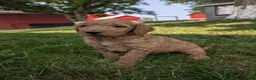 Goldendoodle dogs for sale: Sara - Ad 8