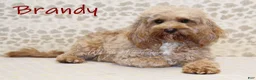 Mixed Breed dogs for sale: Frank - Ad 5