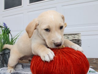 Goldador dogs - Ad 8