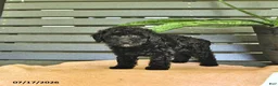 Miniature Poodle dogs for sale: Cassandra - Ad 3