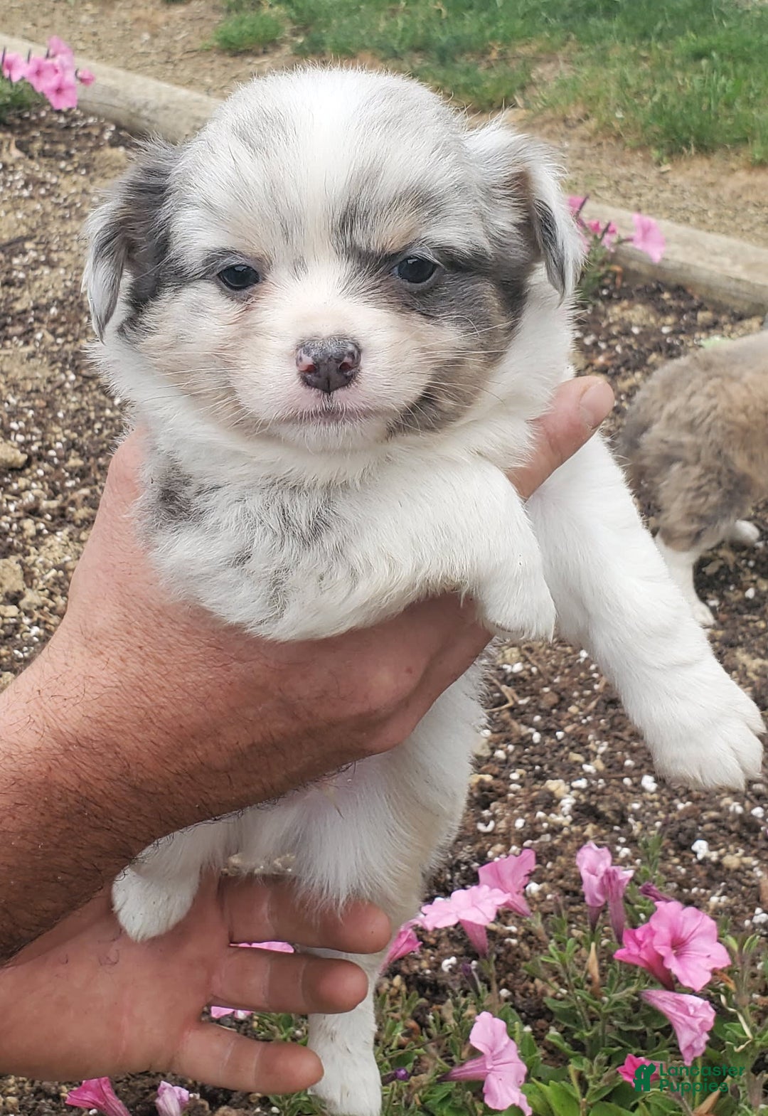 Gallery Image {{count}}