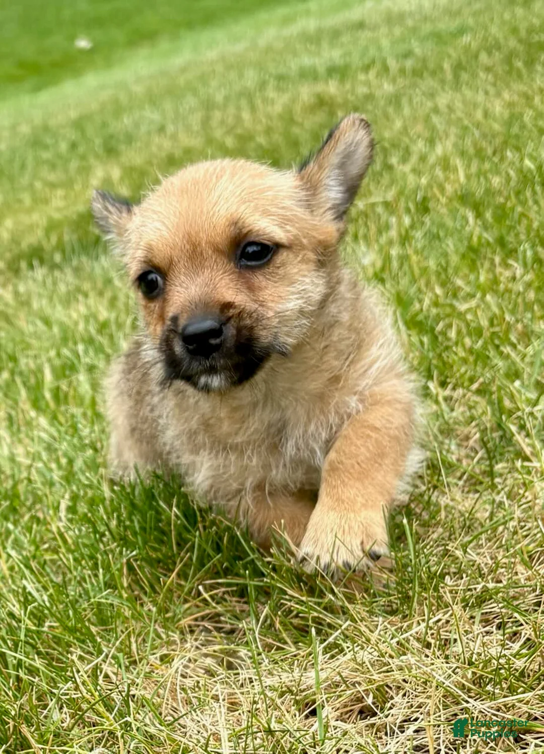 Chorkie dogs for sale: Chorkie 3 - Ad 2