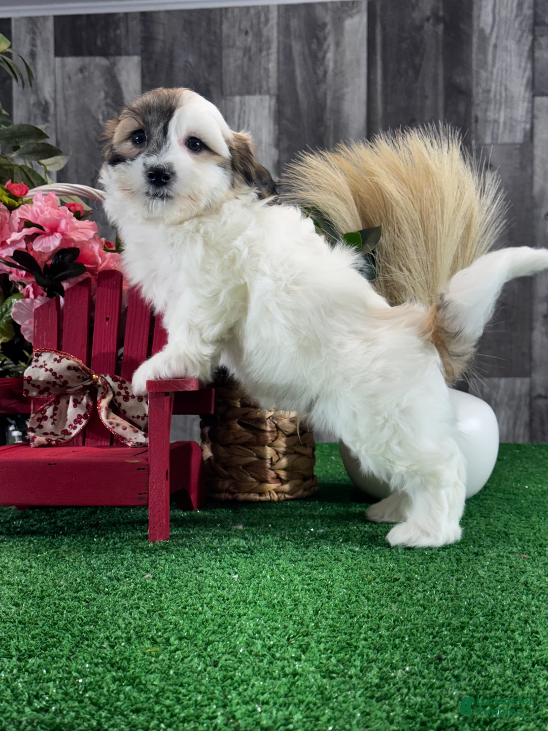 Teddy Bear dogs for sale: Jax - Ad 4