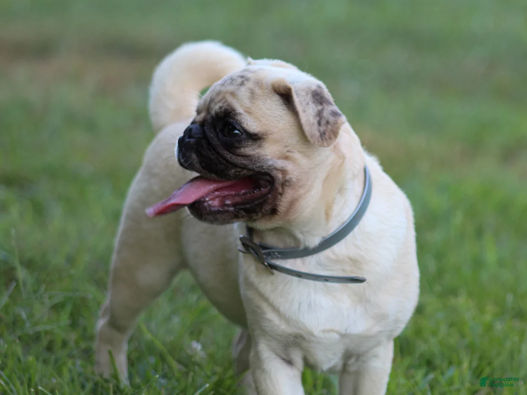 Pug dogs for sale: Arlin Pug Puppy - Ad 2