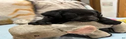 Labrador Retriever dogs for sale: Bella - Ad 26