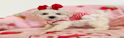 Bichon Frise dogs for sale: Mary - Ad 4