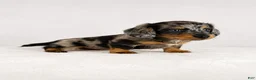 Miniature Dachshund dogs for sale: Gia - Ad 6