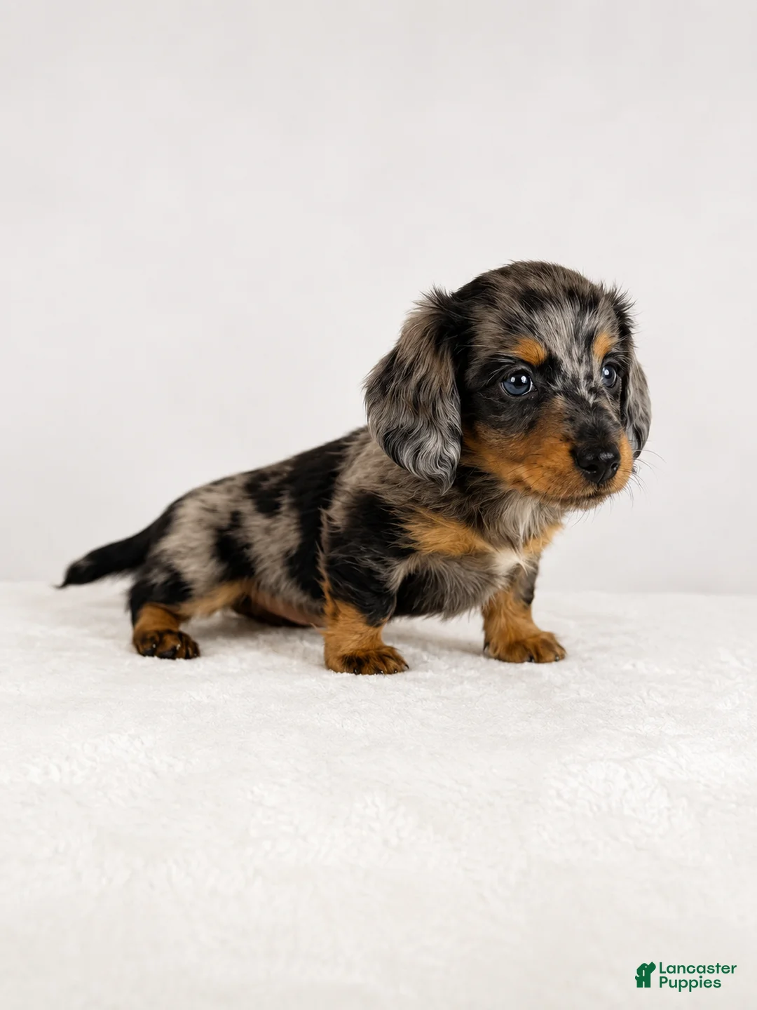 Miniature Dachshund dogs for sale: Gia - Ad 6