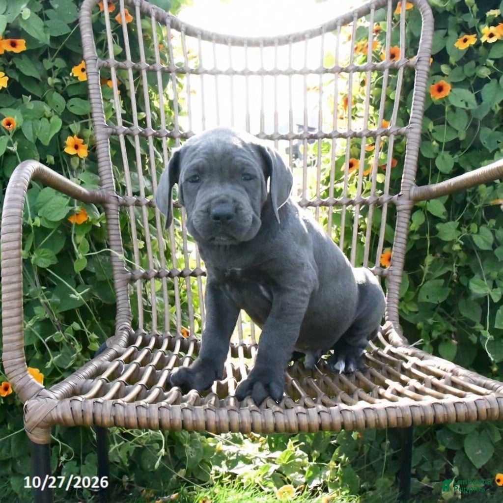 Cane Corso dogs for sale: Ace - Ad 2