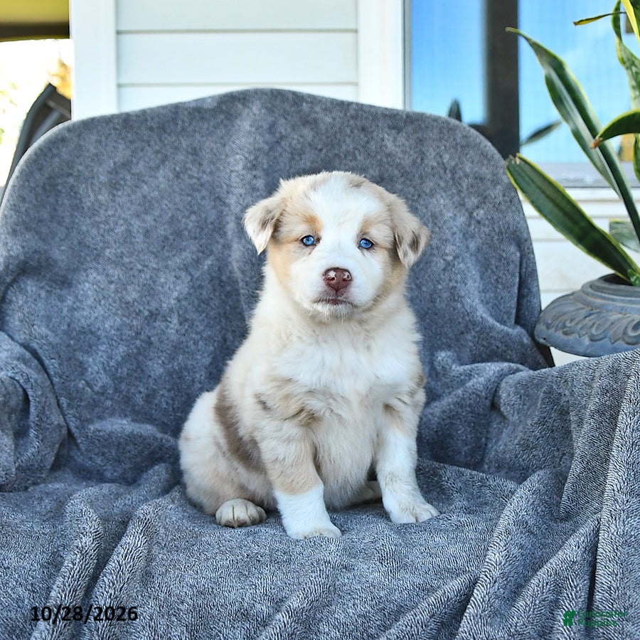 Miniature Australian Shepherd dogs for sale: Claire - Ad 1