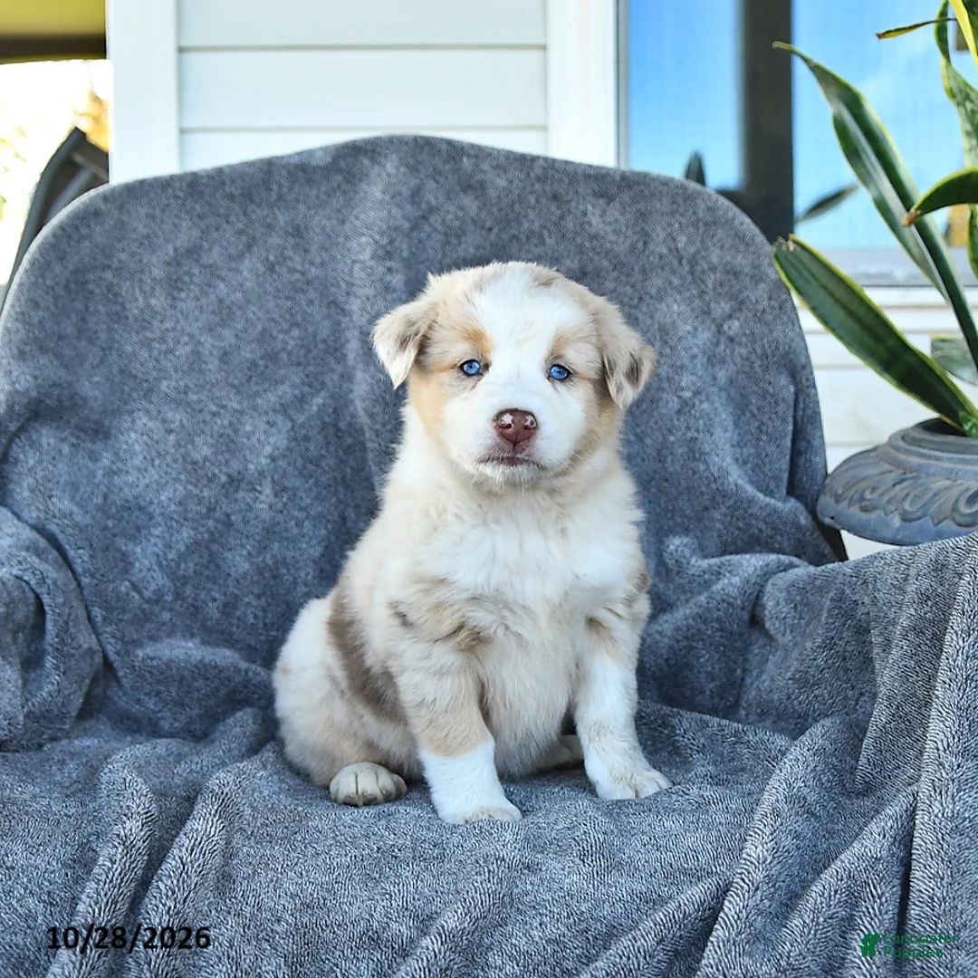 Miniature Australian Shepherd dogs for sale: Claire - Ad 1