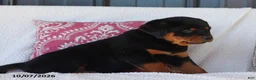 Rottweiler dogs for sale: Jojo - Ad 5