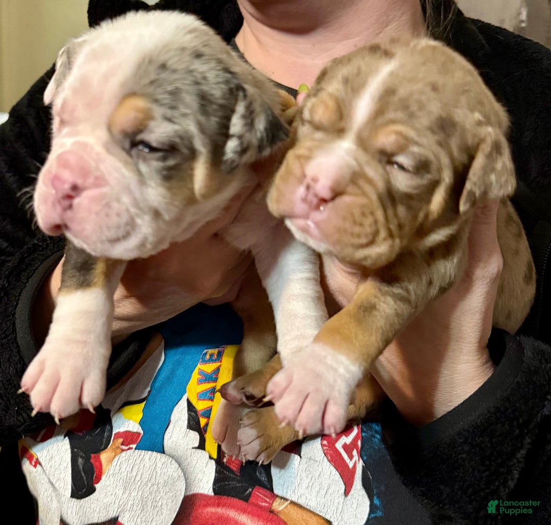 Olde English Bulldogge dogs for sale: Beth  - Ad 13