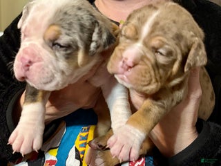 Olde English Bulldogge dogs Beth - Ad 13