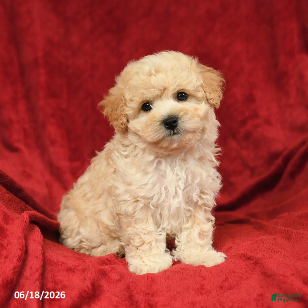 Maltipoo dogs for sale: Matthew - Ad 1