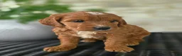 Mini Goldendoodle dogs for sale: Mini Goldendoodle Puppy 4 - Ad 7
