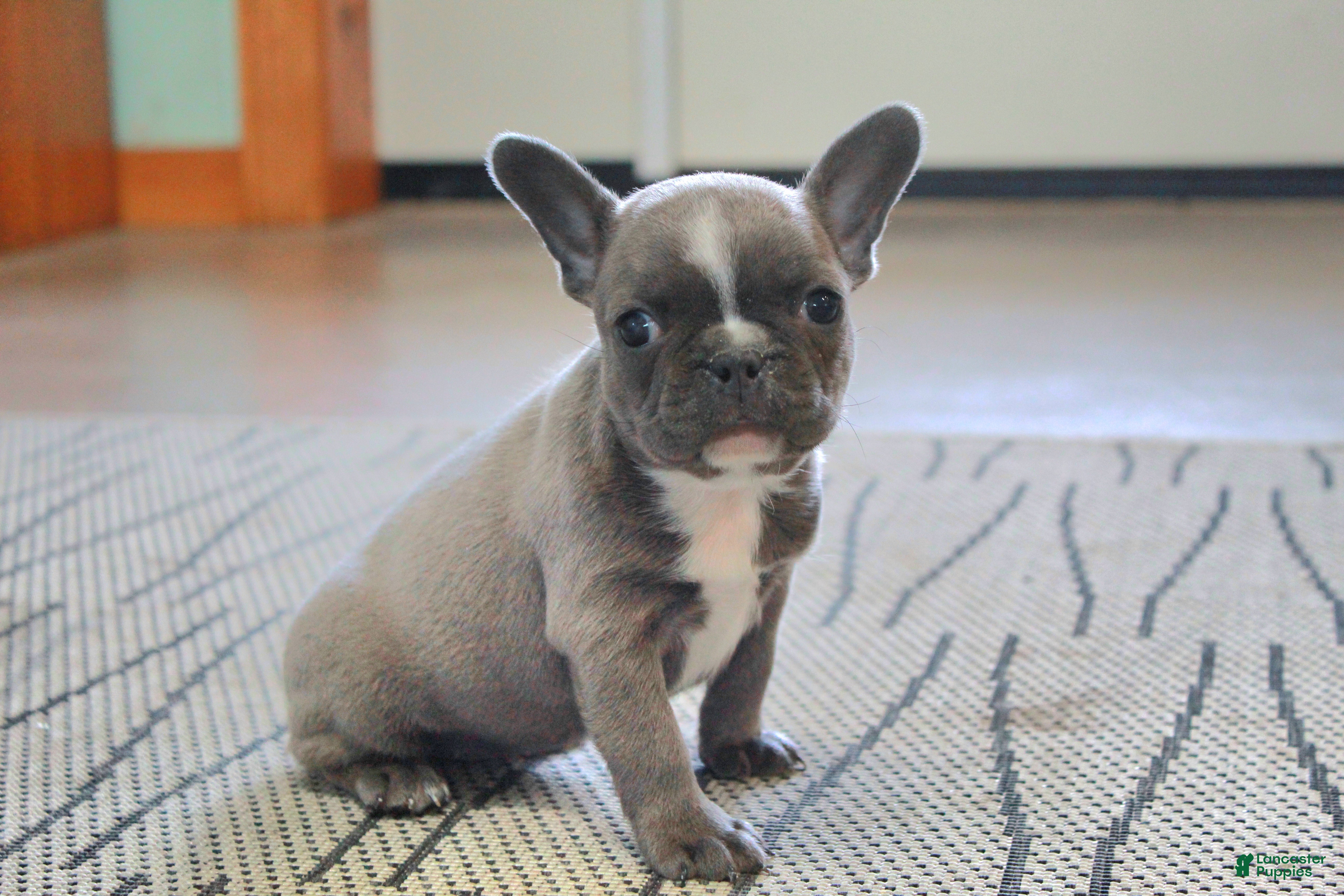 Frenchton dogs Bella  - Ad 36