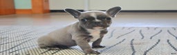 Frenchton dogs for sale: Bella  - Ad 1
