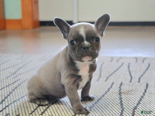 Frenchton dogs Bella - Ad 35