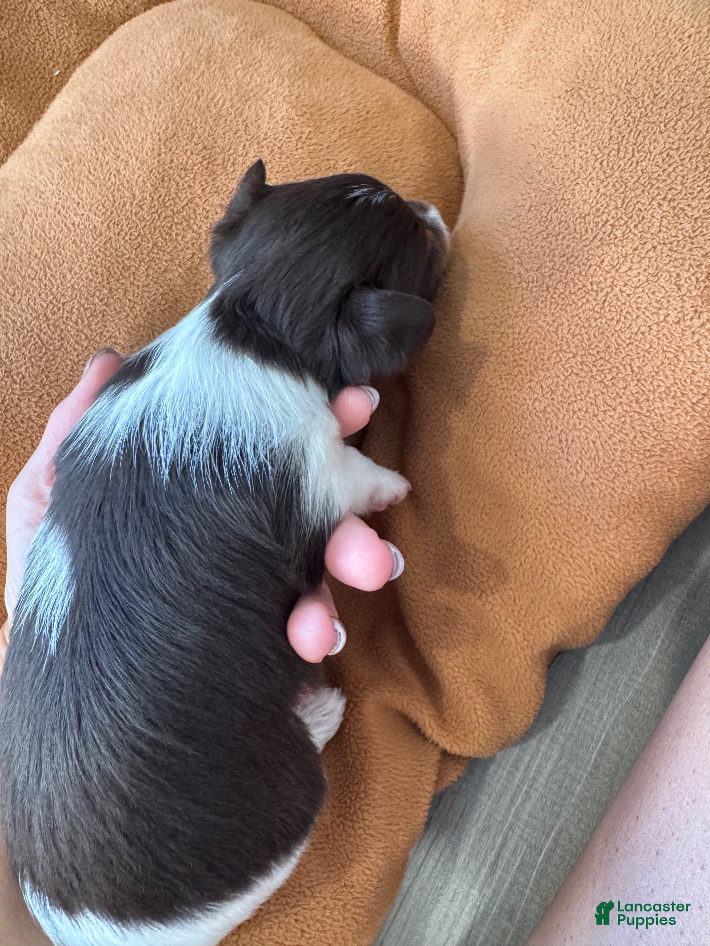 Yorkshire Terrier dogs Yorkshire Terrier 3 - Ad 2
