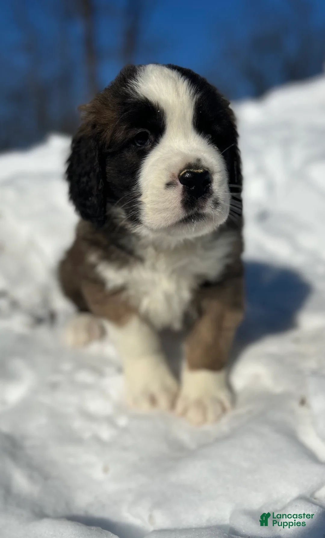 Saint Bernard dogs for sale: Becca - Ad 3