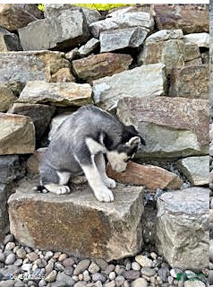 Pitsky dogs Carla - Ad 2