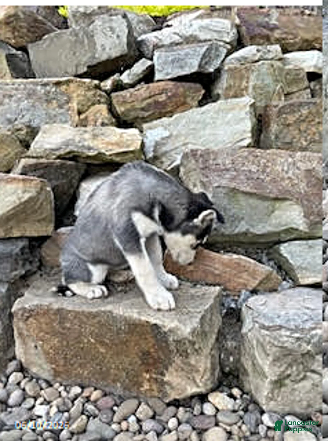 Pitsky dogs for sale: Carla - Ad 2