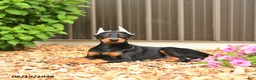 Doberman Pinscher dogs for sale: Doja - Ad 4