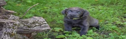 Labrador Retriever dogs for sale: Star - Ad 8