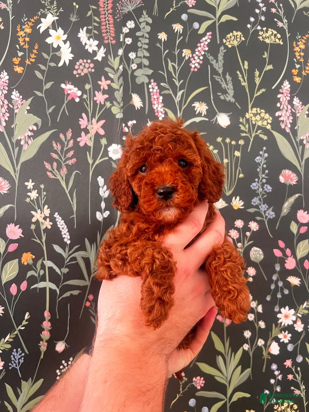 Mini Goldendoodle dogs for sale: Mini Goldendoodle Pink girl - Ad 1