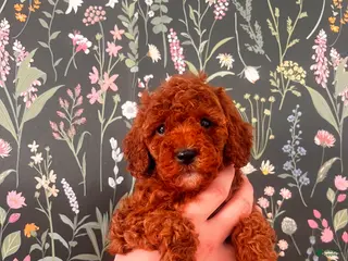 Mini Goldendoodle dogs Mini Goldendoodle Pink girl - Ad 7