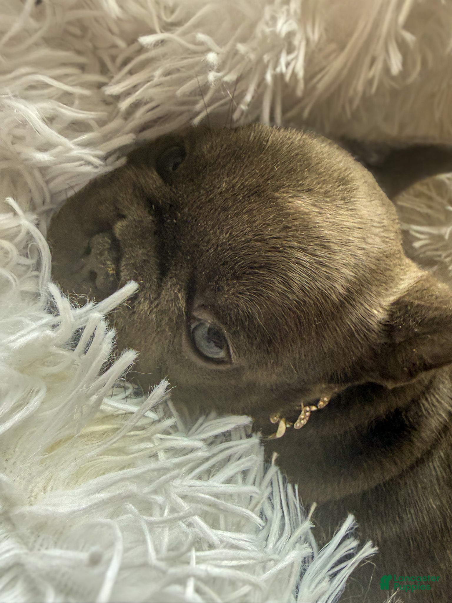 French Bulldog dogs Betsy  - Ad 1